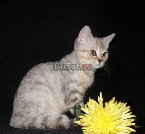 Кошечка, страйт, прививки, родословная Волгоград