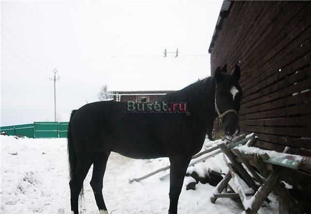 Продам Вороного коня зовут Аргон Владивосток