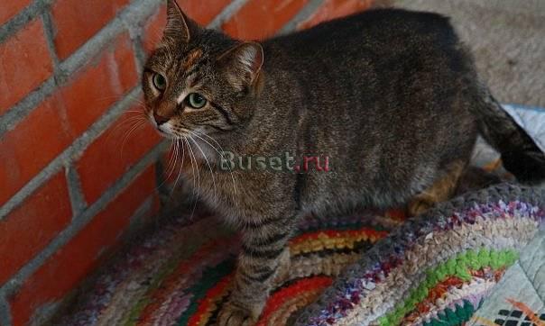 Кошка Каталина ищет хозяев Санкт-Петербург
