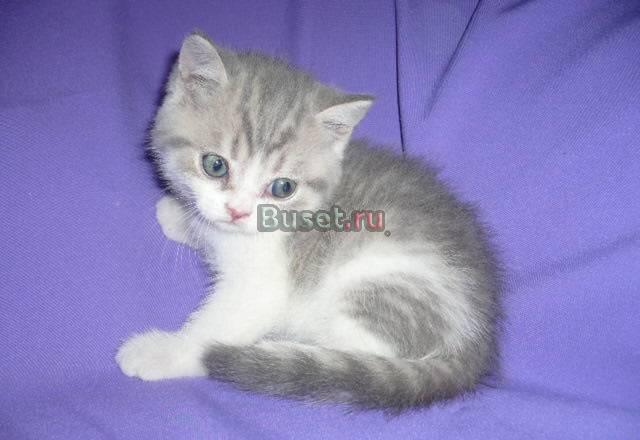 Котенок с родословной Москва