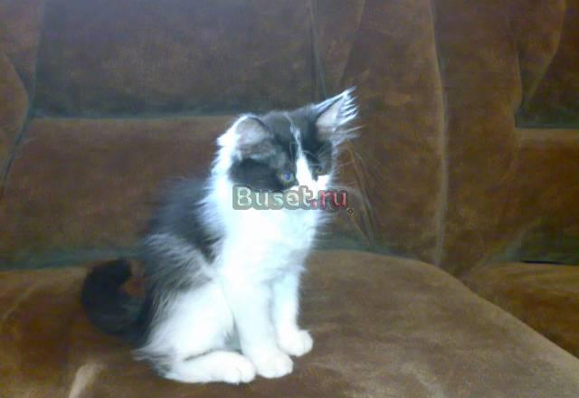 Отдам котенка от домашних кошки и кота Москва