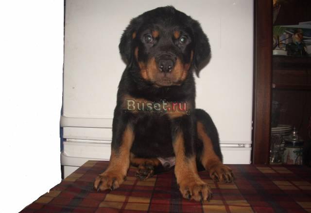 Щенки ротвейлера Москва