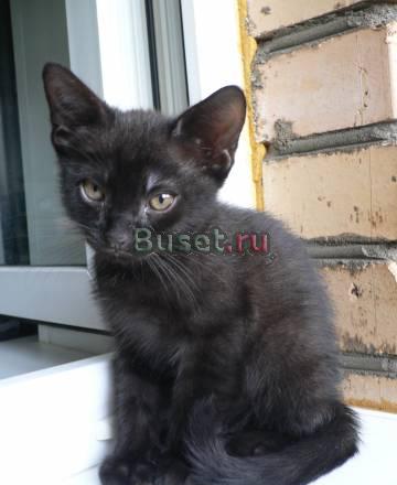Котенок в дар (Москва, м. Печатники) Москва