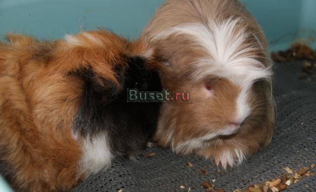 Продам двух свинок и клетку Москва