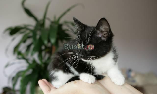 Котенок в дар Москва