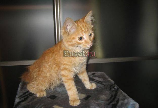 Недорого рыжий котёнок Одинцово