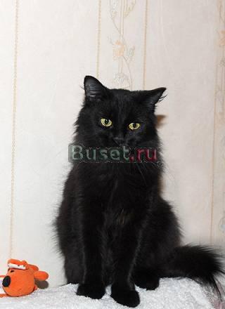 В дар великолепная черная кошечка Москва