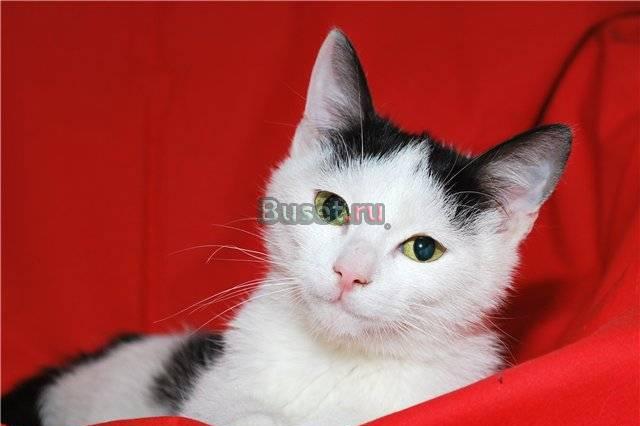 Добродушный увалень котик 8м. (кастрирован) Москва