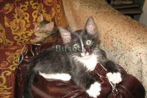Маркизы-лучшие коты. Котята 1,5 мес Москва