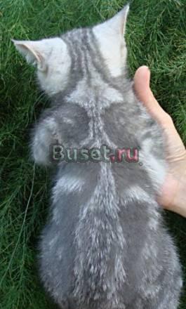 Клубные Британские мраморные котята Москва