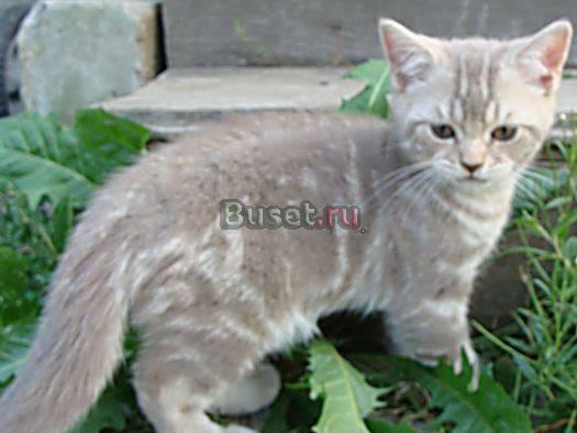 Клубные Британские мраморные котята Москва