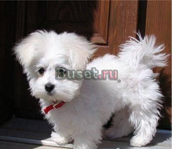 Продажа малышей Мальтийских болонок "Maltese" Волгоград