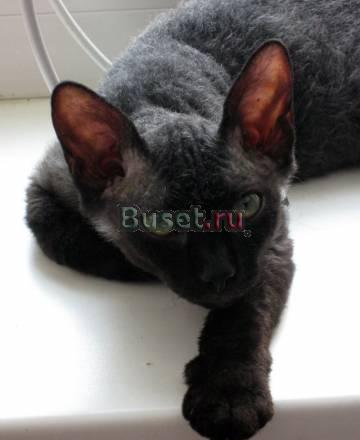 Кошечка ищет добрых хозяев Новосибирск