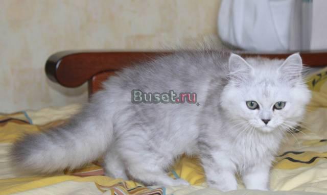 Персидский котёнок Москва