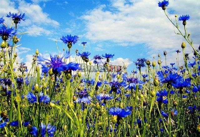 Куплю кроссовки фирменные, ботинки р-р 38 Москва