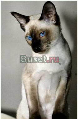 Сиамские котята Самара