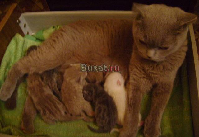 Шотландские котята фолды и страйты Липецк
