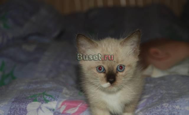 Сиамские котятки недорого Санкт-Петербург