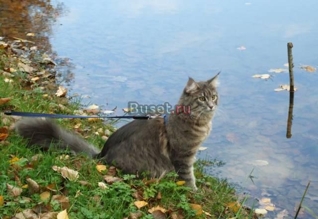 Питомник мейн кунов Victorycoon. Продажа котят Москва