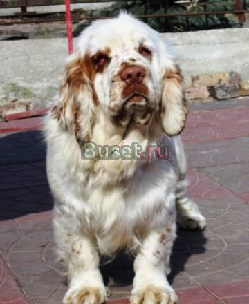 Питомники предлагают Челябинск