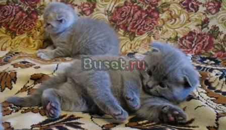 Плюшевые голубые котята, 2 мес Москва