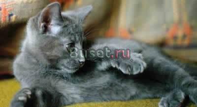 Котенок русской голубой Санкт-Петербург