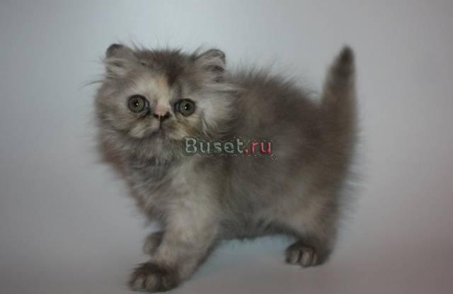 Продаётся персидский котёнок Москва
