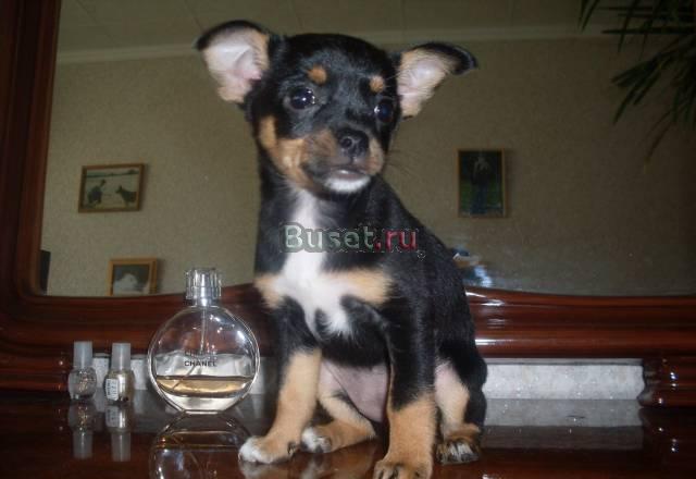 Очаровательные девочки для любящих хозяев Новосибирск