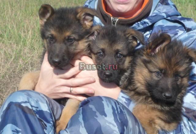 Щенки немецкой овчарки Йошкар-Ола