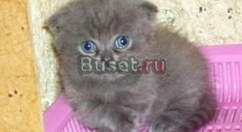 Вислоухие красавцы шоу класса Москва