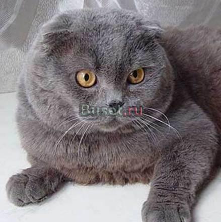 Шотландский котик Европейский чемпион вязка Москва