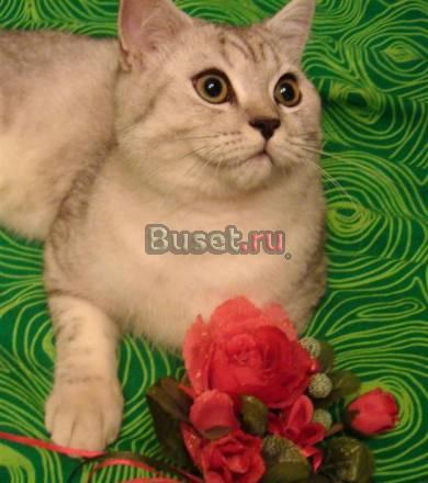 Британские котята - 2 ласковых котика Москва