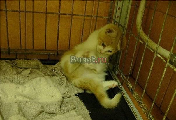 Котенок-инвалид ищет любящих хозяев Санкт-Петербург