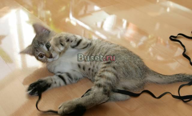 Котенок в добрые руки Москва