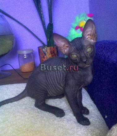 Котенок Донского Сфинкса недорого Екатеринбург