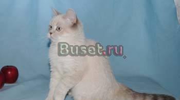 Британские, шотландские вислоухие и прямоухие котя Москва