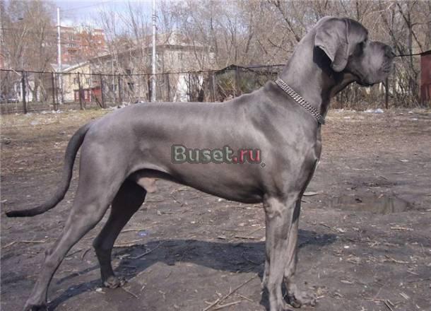 Щенки  немецкого дога Тюмень
