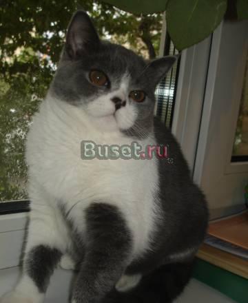 Кошечка шотландская страйт. Возможен торг Москва