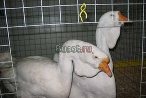 Холмогорские гуси Воронеж