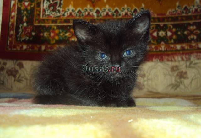 Маленький котёнок Калуга