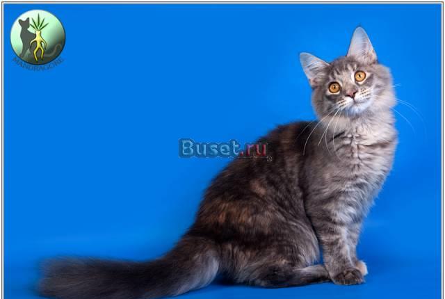 Элитные котята мэйн кунов Москва