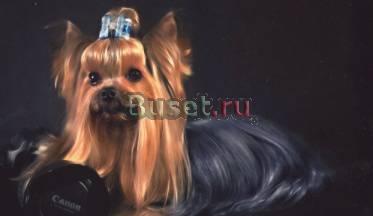 Йоркширские терьеры,мини куклята,выбор Москва