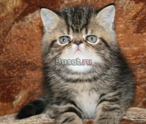 Продажа плюшевых котят Экзотов Москва
