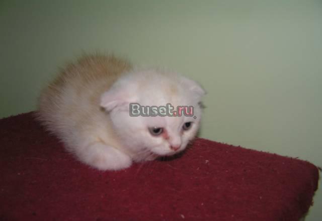 Шотландские котята Москва