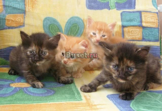 Котенок курильского бобтейла Санкт-Петербург