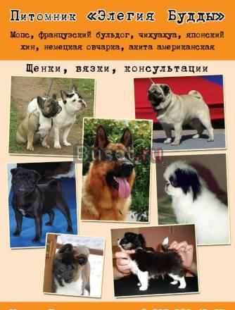 Мопс - щенки Санкт-Петербург