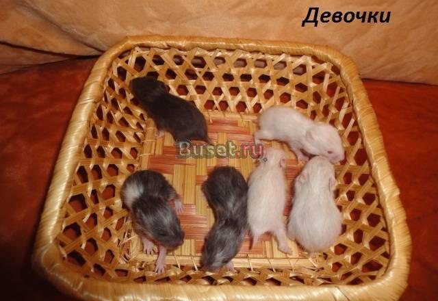 Сирийские хомячки от выставычных родителей Москва