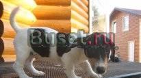 Джек рассел терьер щенки за 25 000 руб Санкт-Петербург