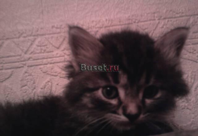 Отдам в добрые руки Москва
