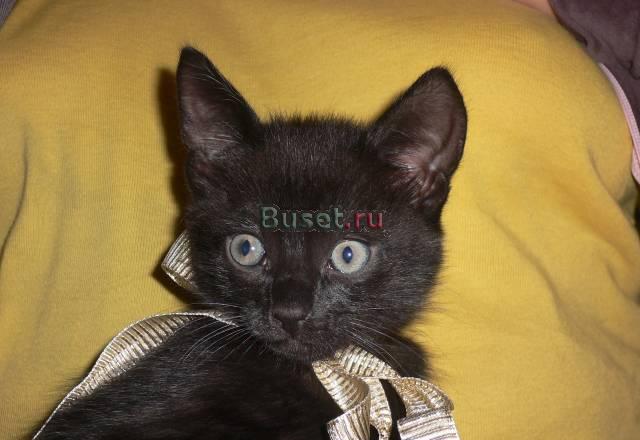 Отдам шикарных котят в добрые руки Москва